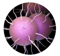 Gonorrhoeae